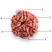 Load image into Gallery viewer, 6 Mukhi Rudraksha from Nepal - Bead No. 508
