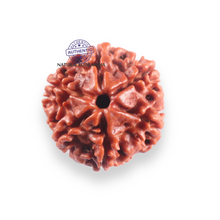 Load image into Gallery viewer, 6 Mukhi Rudraksha from Nepal - Bead No. 507