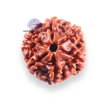 Load image into Gallery viewer, 6 Mukhi Rudraksha from Nepal - Bead No. 508