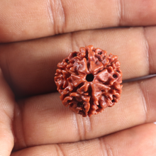Load image into Gallery viewer, 6 Mukhi Rudraksha from Nepal - Bead No. 508
