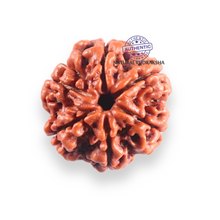 Load image into Gallery viewer, 6 Mukhi Rudraksha from Nepal - Bead No. 509