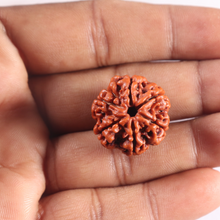 Load image into Gallery viewer, 6 Mukhi Rudraksha from Nepal - Bead No. 509
