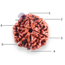Load image into Gallery viewer, 6 Mukhi Rudraksha from Nepal - Bead No. 511