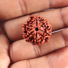 Load image into Gallery viewer, 6 Mukhi Rudraksha from Nepal - Bead No. 511