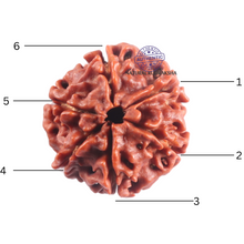 Load image into Gallery viewer, 6 Mukhi Rudraksha from Nepal - Bead No. 513