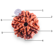 Load image into Gallery viewer, 6 Mukhi Rudraksha from Nepal - Bead No. 514