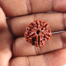 Load image into Gallery viewer, 6 Mukhi Rudraksha from Nepal - Bead No. 515