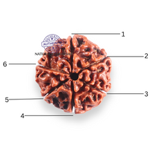 Load image into Gallery viewer, 6 Mukhi Rudraksha from Nepal - Bead No. 519