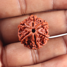 Load image into Gallery viewer, 6 Mukhi Rudraksha from Nepal - Bead No. 523