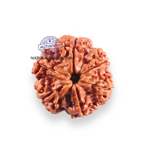 Load image into Gallery viewer, 6 Mukhi Rudraksha from Nepal - Bead No. 525