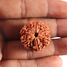 Load image into Gallery viewer, 6 Mukhi Rudraksha from Nepal - Bead No. 525