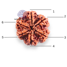 Load image into Gallery viewer, 6 Mukhi Rudraksha from Nepal - Bead No 526