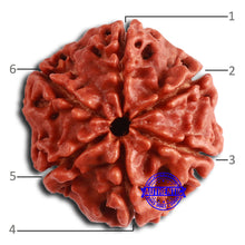 Load image into Gallery viewer, 6 Mukhi Rudraksha from Nepal - Bead No. 445