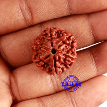Load image into Gallery viewer, 6 Mukhi Rudraksha from Nepal - Bead No. 445
