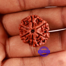 Load image into Gallery viewer, 6 Mukhi Rudraksha from Nepal - Bead No. 446