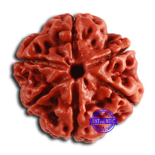 Load image into Gallery viewer, 6 Mukhi Rudraksha from Nepal - Bead No. 448