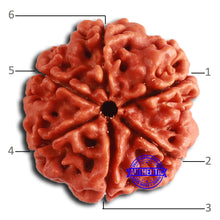 Load image into Gallery viewer, 6 Mukhi Rudraksha from Nepal - Bead No. 449