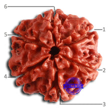 Load image into Gallery viewer, 6 Mukhi Rudraksha from Nepal - Bead No. 450