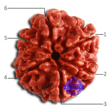 Load image into Gallery viewer, 6 Mukhi Rudraksha from Nepal - Bead No. 451