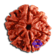 Load image into Gallery viewer, 6 Mukhi Rudraksha from Nepal - Bead No. 451