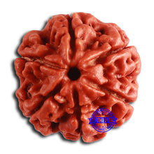 Load image into Gallery viewer, 6 Mukhi Rudraksha from Nepal - Bead No. 453