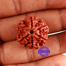 Load image into Gallery viewer, 6 Mukhi Rudraksha from Nepal - Bead No. 453