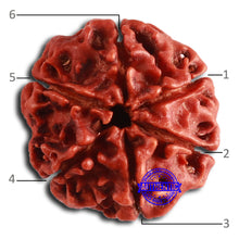 Load image into Gallery viewer, 6 Mukhi Rudraksha from Nepal - Bead No. 454