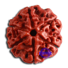 Load image into Gallery viewer, 6 Mukhi Rudraksha from Nepal - Bead No. 454