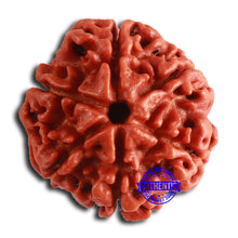 Load image into Gallery viewer, 6 Mukhi Rudraksha from Nepal - Bead No. 455