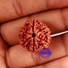 Load image into Gallery viewer, 6 Mukhi Rudraksha from Nepal - Bead No. 455