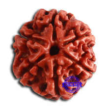 Load image into Gallery viewer, 6 Mukhi Rudraksha from Nepal - Bead No. 457