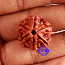 Load image into Gallery viewer, 6 Mukhi Rudraksha from Nepal - Bead No. 458