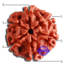 Load image into Gallery viewer, 6 Mukhi Rudraksha from Nepal - Bead No. 460