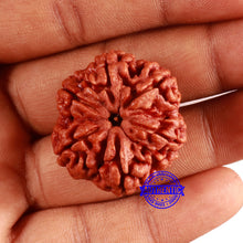 Load image into Gallery viewer, 6 Mukhi Rudraksha from Nepal - Bead No. 461