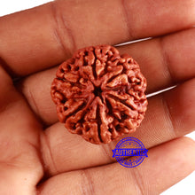 Load image into Gallery viewer, 6 Mukhi Rudraksha from Nepal - Bead No. 462