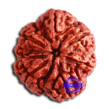 Load image into Gallery viewer, 6 Mukhi Rudraksha from Nepal - Bead No. 463