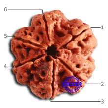 Load image into Gallery viewer, 6 Mukhi Rudraksha from Nepal - Bead No. 465