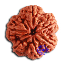 Load image into Gallery viewer, 6 Mukhi Rudraksha from Nepal - Bead No. 465