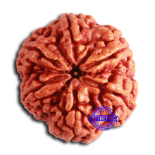 Load image into Gallery viewer, 6 Mukhi Rudraksha from Nepal - Bead No. 470