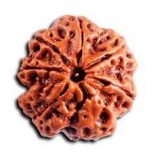 Load image into Gallery viewer, 7 Mukhi Nepalese Rudraksha - Bead No. 503