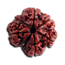 Load image into Gallery viewer, 7 Mukhi Nepalese Rudraksha - Bead No. 96