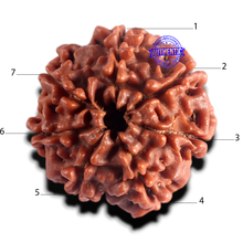 Load image into Gallery viewer, 7 Mukhi Nepalese Rudraksha - Bead No 158