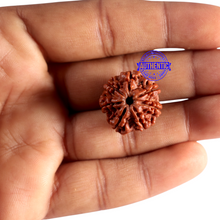 Load image into Gallery viewer, 7 Mukhi Nepalese Rudraksha - Bead No 158