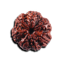 Load image into Gallery viewer, 7 Mukhi Nepalese Rudraksha - Bead No.101