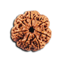 Load image into Gallery viewer, 7 Mukhi Nepalese Rudraksha - Bead No. 105