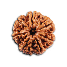 Load image into Gallery viewer, 7 Mukhi Nepalese Rudraksha - Bead No. 106