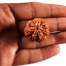 Load image into Gallery viewer, 7 Mukhi Nepalese Rudraksha - Bead No. 109