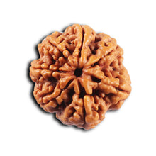 Load image into Gallery viewer, 7 Mukhi Nepalese Rudraksha - Bead No. 111