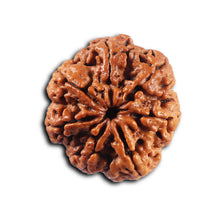Load image into Gallery viewer, 7 Mukhi Nepalese Rudraksha - Bead No.112