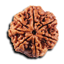 Load image into Gallery viewer, 7 Mukhi Nepalese Rudraksha - Bead No. 115